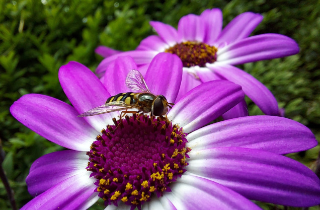 Abelha na flor púrpura