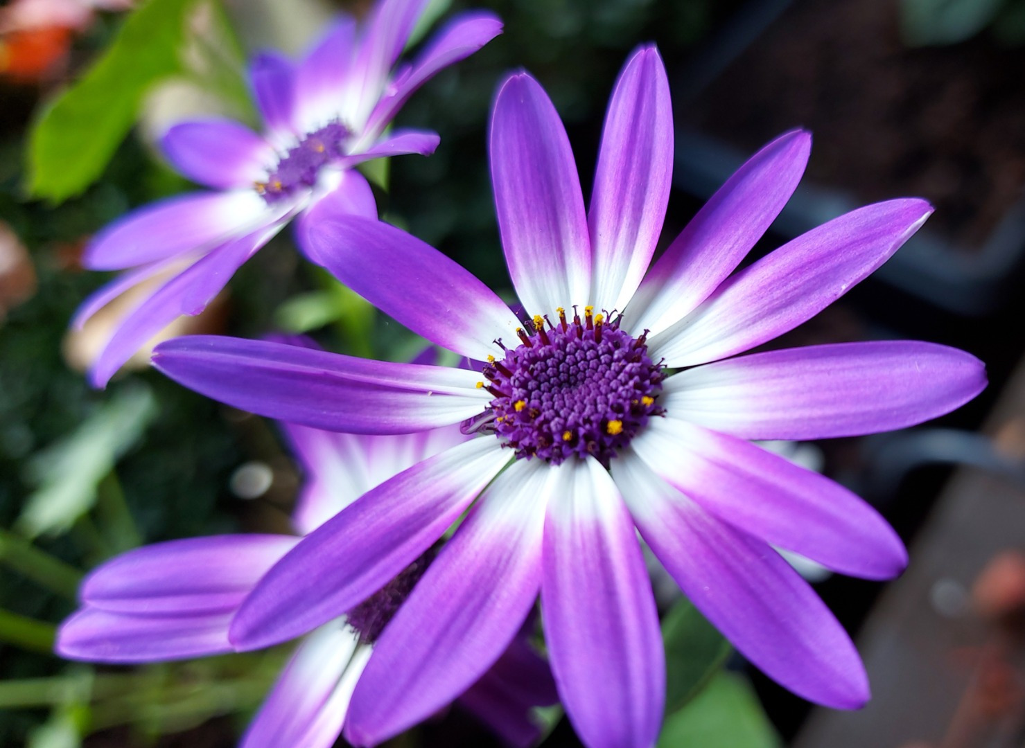 Purple Flower