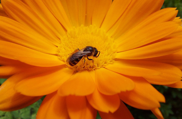 Abelha na flor amarelada