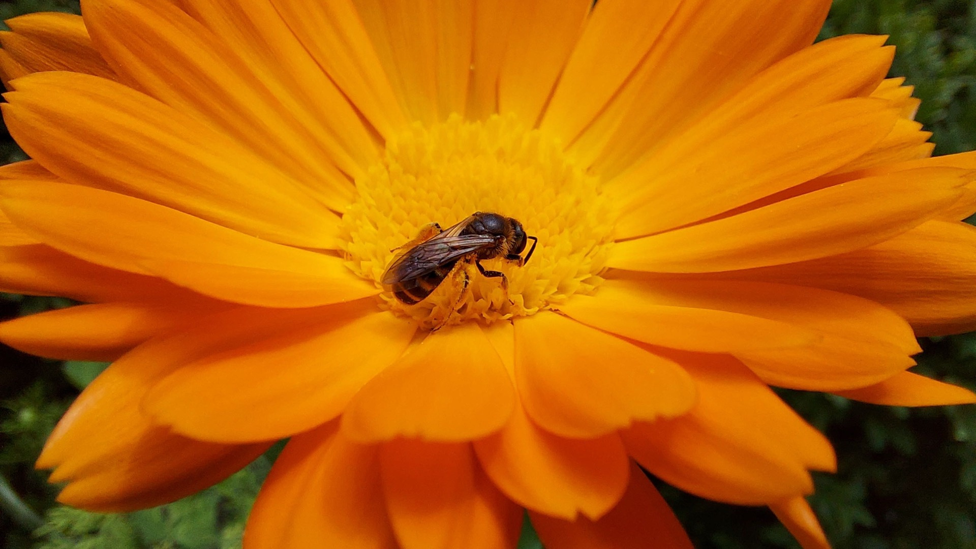 Abelha na flor amarela