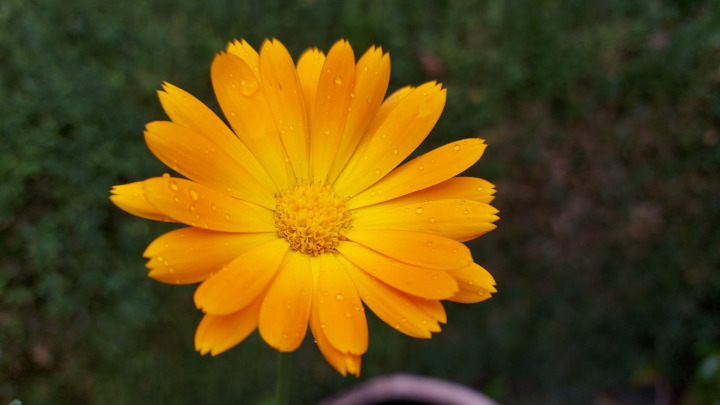 Yellow flower - Receive