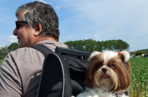 Beautiful dog in backpack