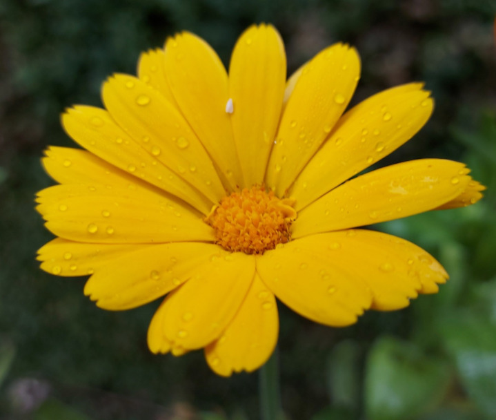 Yellow flower