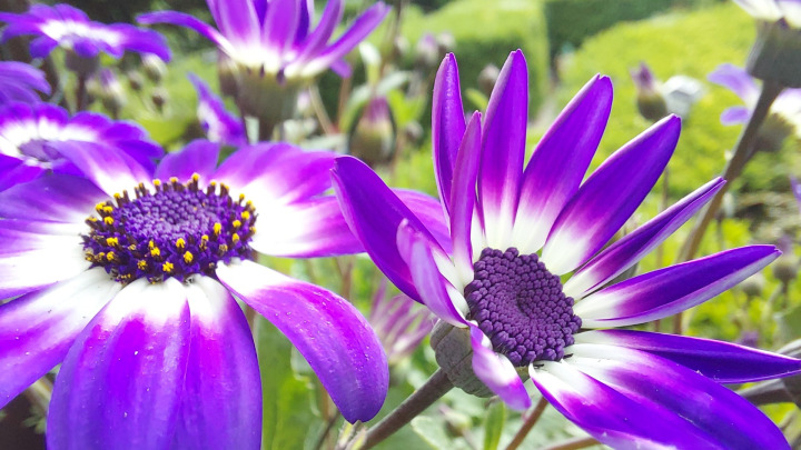 Violet flower - Learn