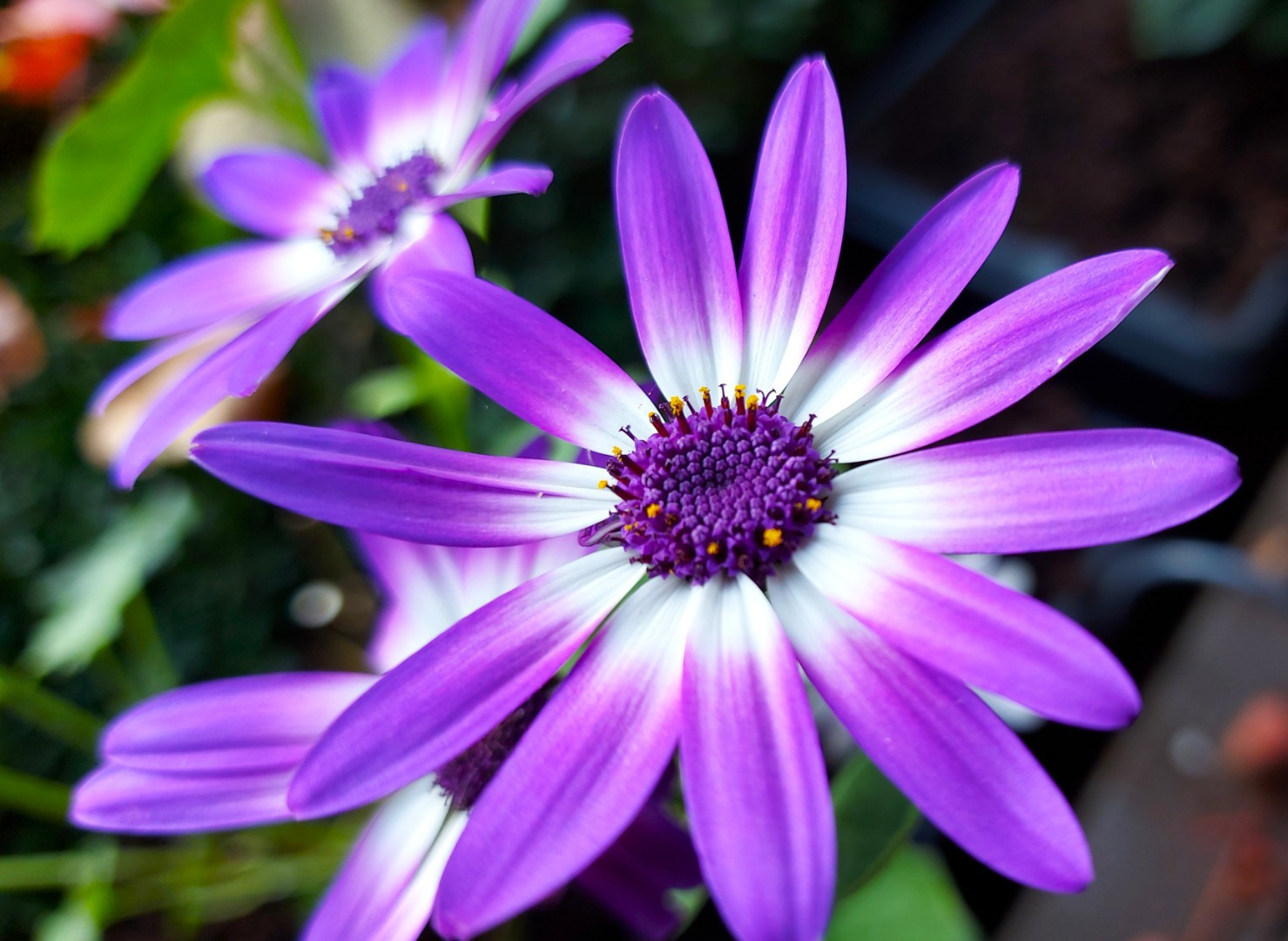 Purple flower