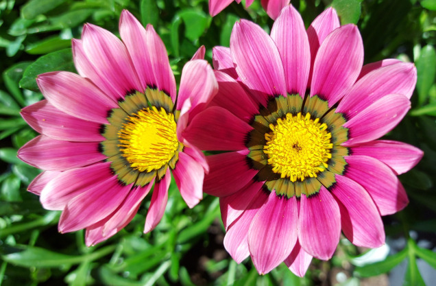 Pink flowers - Mulitidimensional Technique