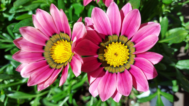 Flor rosa - Blog e Mensagens